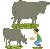 牛と人